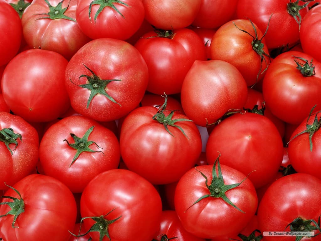 High Quality Fresh Tomato